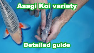 Asagi Koi fish variety – Development and selection [KOI GUIDE]