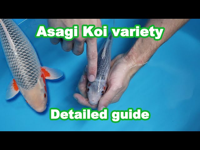 Asagi Koi fish variety – Development and selection [KOI GUIDE] class=