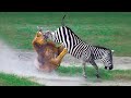 Times Animals Messed With Wrong Opponents !