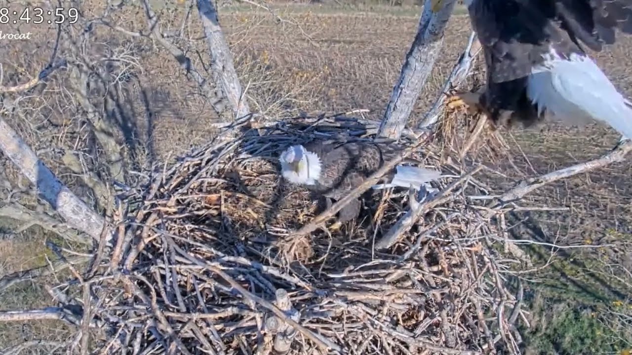 Eagle Riding Corn Kansas Eagles 11-20-24. Harvey & Ellie Bring in Sticks & a Corn Stalk ...