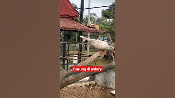 burung di aviary #shorts #kicaumania #aviary