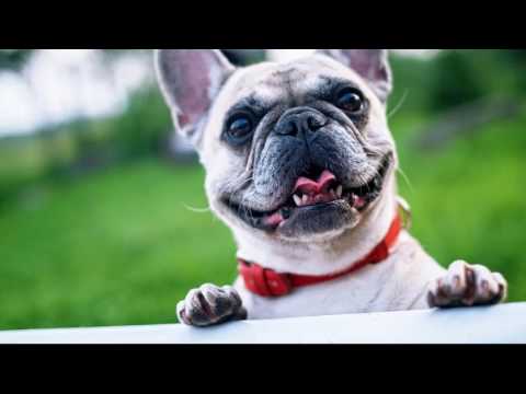 Funny dog b Funny dog b