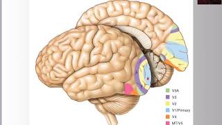 6.7 Association Visual Cortex & Neuropsychological Disorders