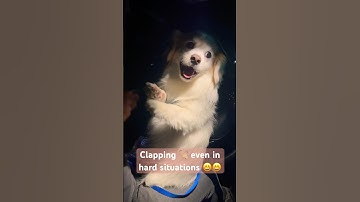 I love this video of them, so I’m posting this maybe you would like it too 😍 isn’t lovely 🥰#kokoni