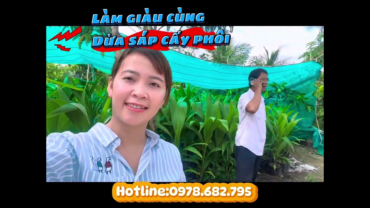 0978.682.795 cây giống dừa sáp cấy phôi em có sẵn số lượng lớn ạ