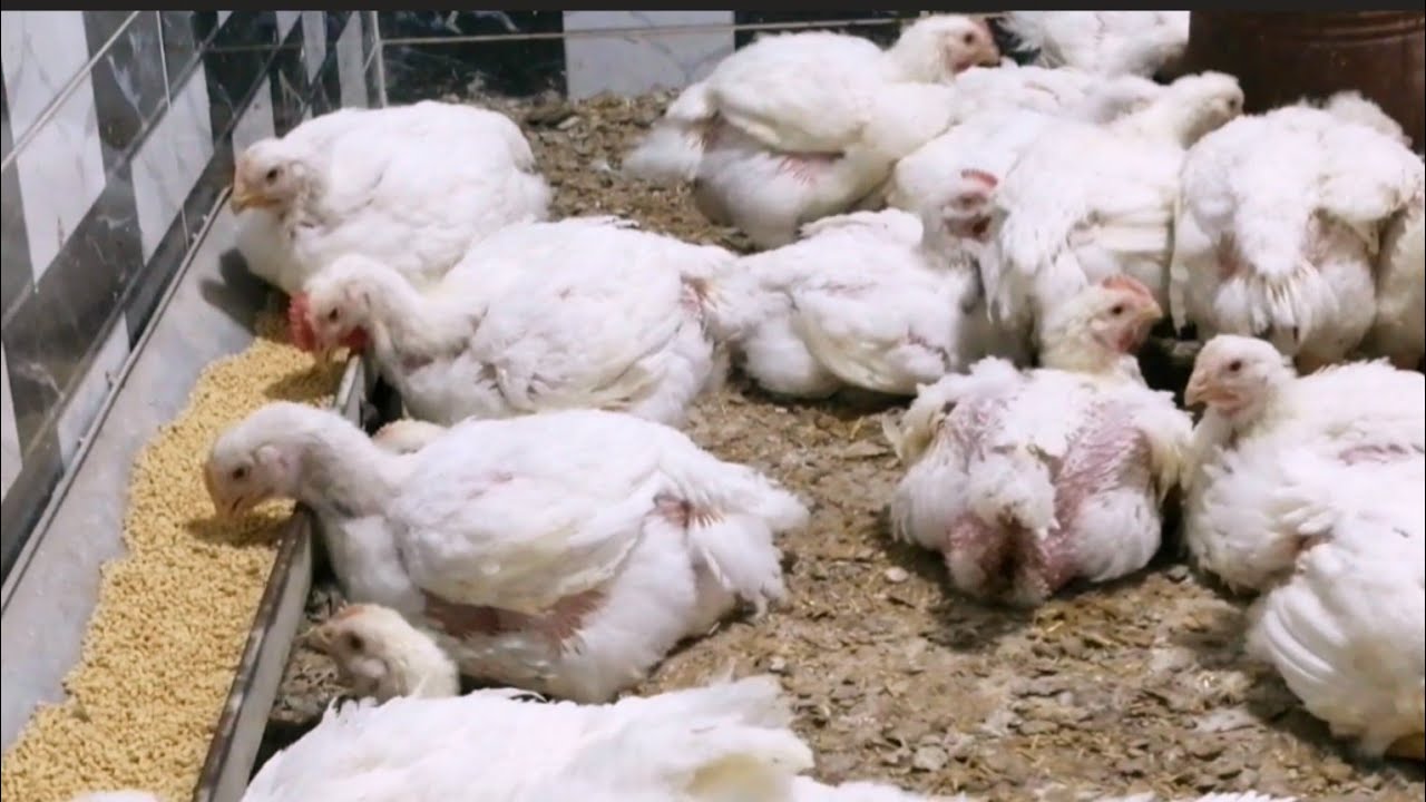 تعالي هقولك على اقوى المشاريب لرفع الوزن  الفراخ البيضاء من عمر تاني يوم لنهايه الدوره
