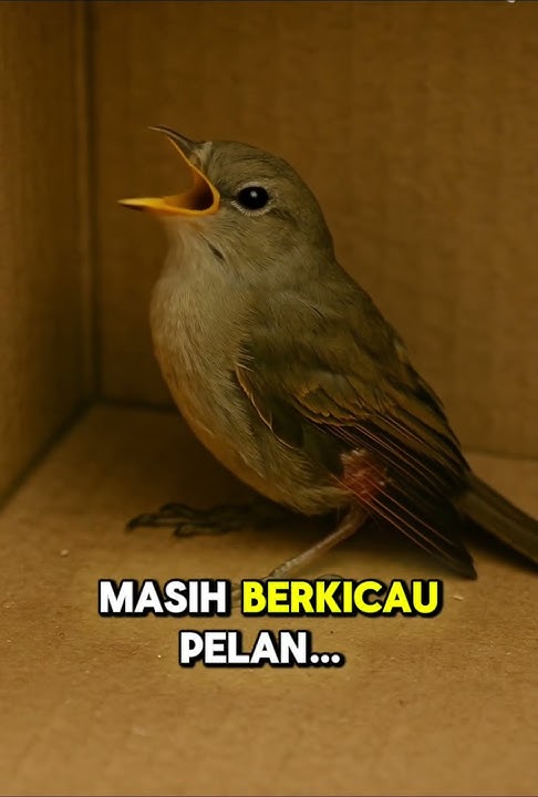 Sayapnya Dipatahkan, Tapi Masih Bernyanyi!#shorts #ceritasedih