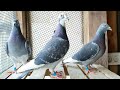 Fabulous racing pigeons extreme marathon