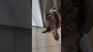 Мой кот и его тонкий экстрим ❤️ Кот Василий