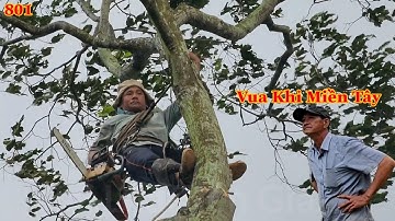 Điều gì xảy ra khi Vua Khỉ Miền Tây cưa cây Sao trong Trời mưa , bão ? Cutting golden oak