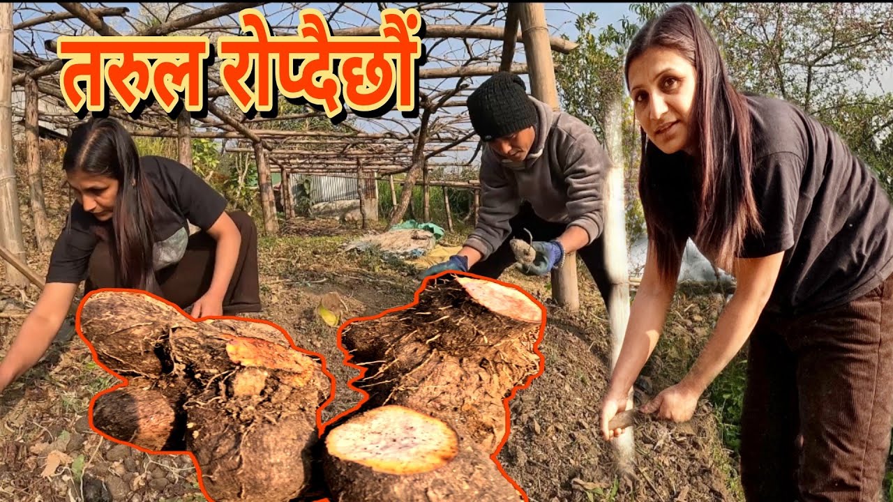 काठमाडौं बसाईले गर्दा तरुल खन्नै पाईएको थिएन, आज समय  निकालेर खन्दैछौ। तरुल यसरी रोप्यौ है हामीले 🙏🙏