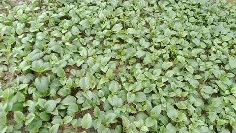 Giâm Cây Giống Hoa Thược Dược Bằng Giá Thể Cát Có Thực Sự Tốt Không ?