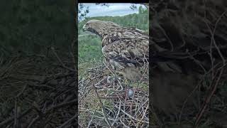 Eagle Novas Dont Over There Routine Нова Орлиный Метод Удаленного Выговора