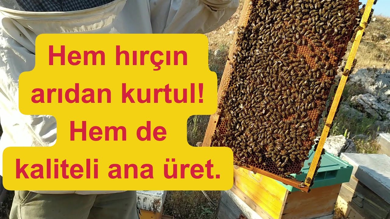 Hırçın arıya Kraliçe üretimi yaptırıyoruz.