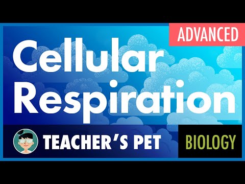 Cellular Respiration (advanced) Instructional Video Cellular Respiration (advanced) Instructional Video