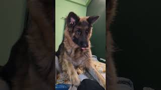 biscuit 🍪 k liye hua hinsa 😅 #trending #germanshepherd #dog #viral #buddybeta #brawny