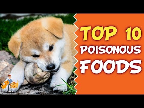Video: Pas op voor deze Top 10 huisdiergifstoffen bij u thuis