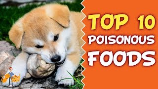 Common Pet Poisons: Top 10 Poisonous Food for Cats and Dogs