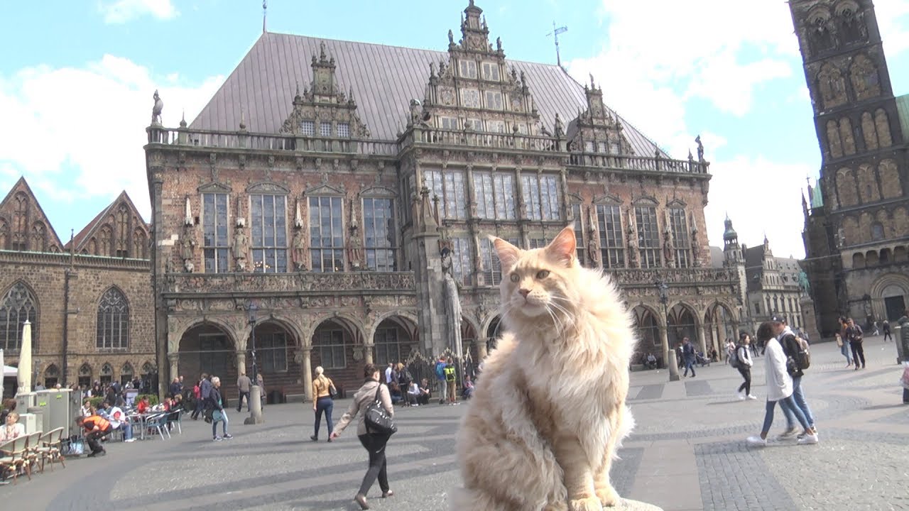 Tierische Bremer Berühmtheit: Auf Streifzug mit Kater Ernie