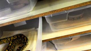 Famous ball python collection Profile