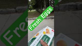 How To Collect Eggs From Canadian Poultry Farm ! #egg #farming