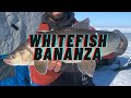 Whitefish BANANZA on Lake SIMCOE!!- ROD/TACKLE TIPS