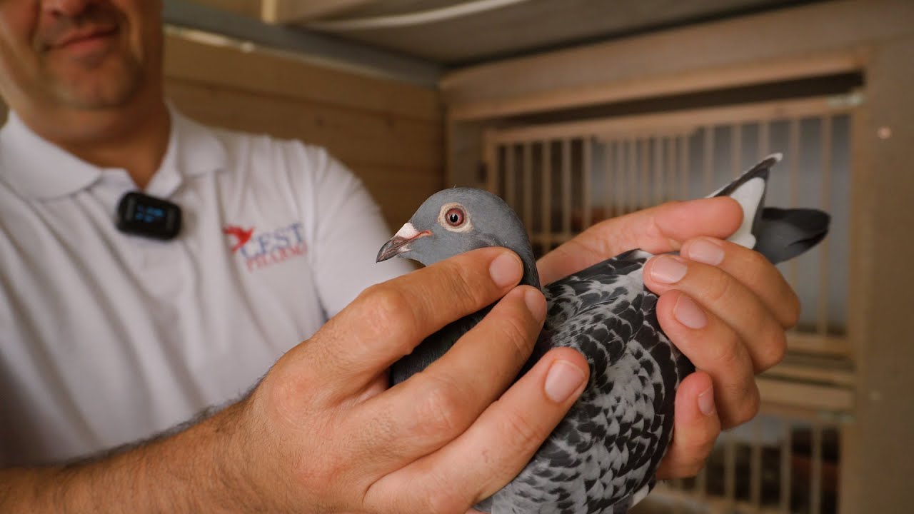 Интервью с Космином Бричагом - Дымбовица, Румыния