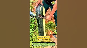 Peeling a giant winter melon: amazing knife skills