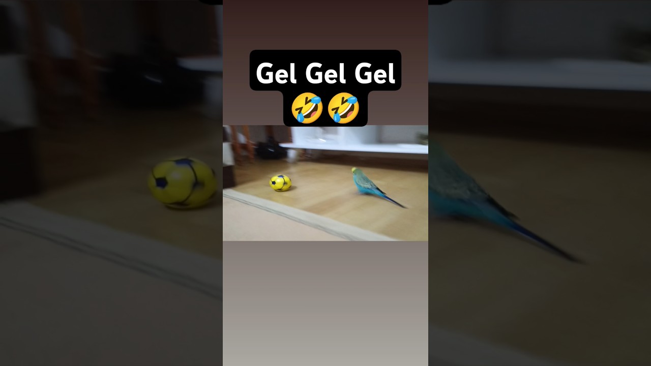 Futbol Desen Oda var 🤣 #muhabbetkuşu #muhabbetkuşufıstık #muhabbetkuş #birds #budgey #parakeet