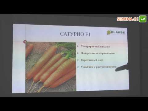 Сатурно F1 морковь