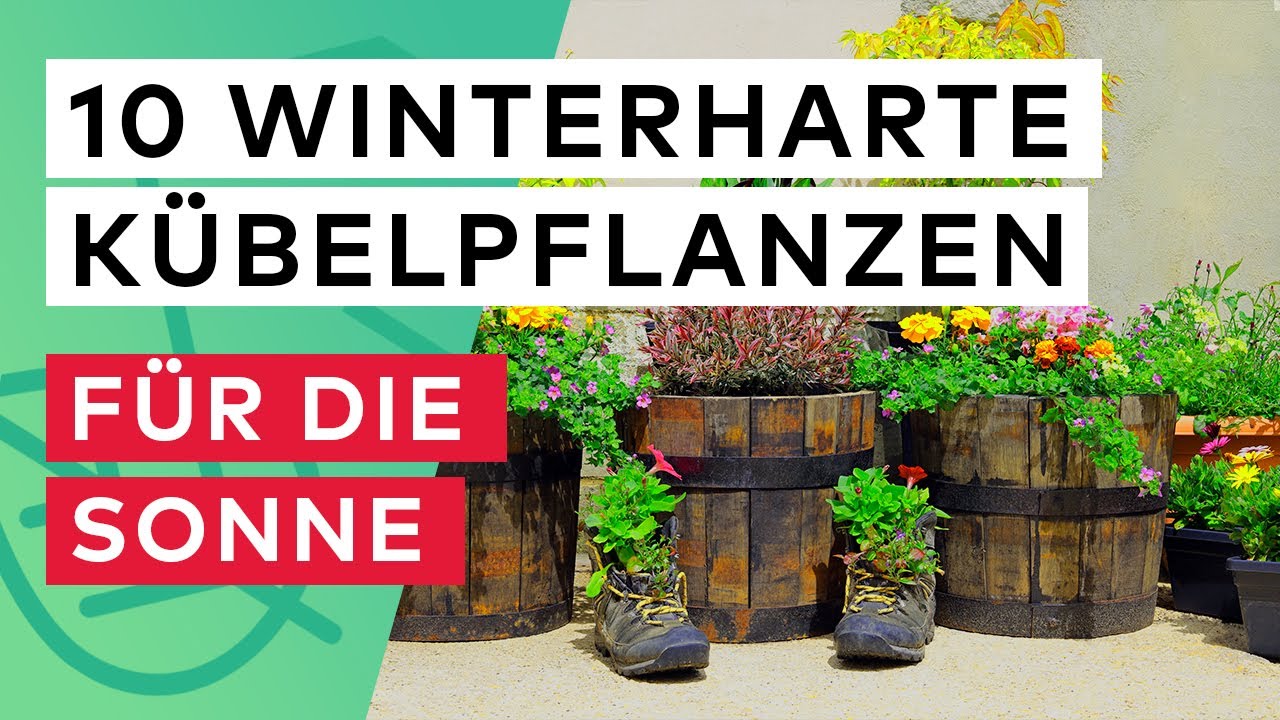 10 WINTERHARTE Kbelpflanzen fr pralle Sonne