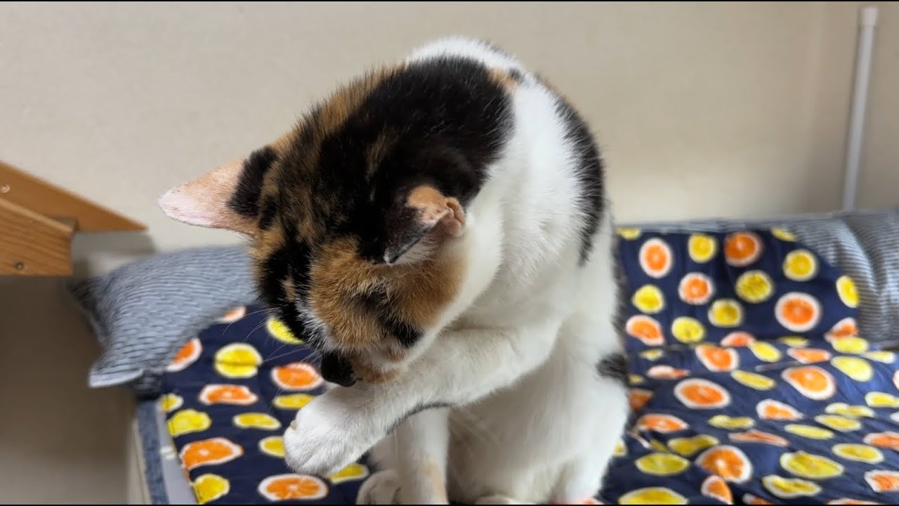 クロマメちゃん20歳だよ にゃんにゃんライブ 2025/12/12 - YouTube