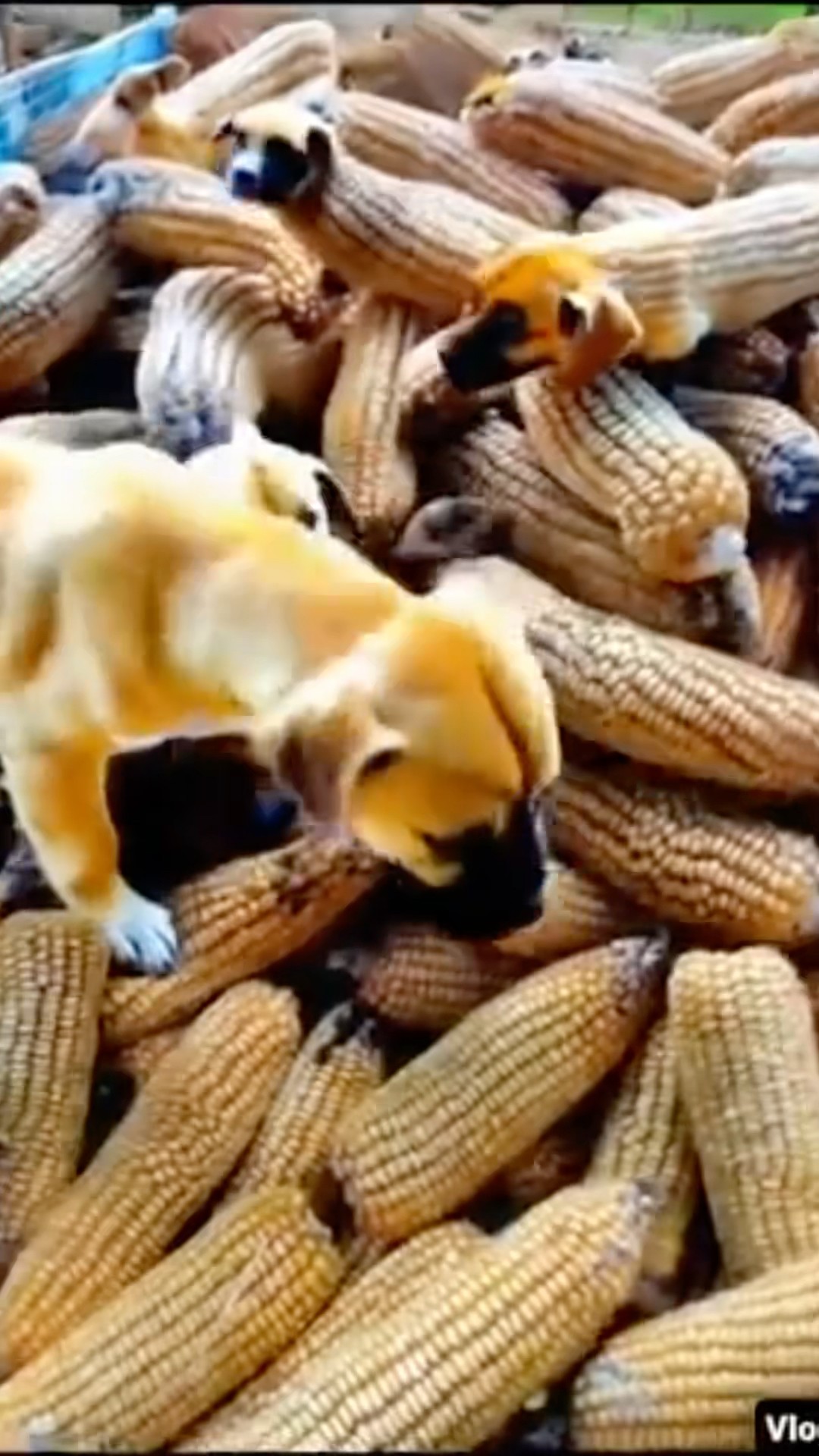 CHOTU KA DOGGY CORN #shorts @FACTFIREKING