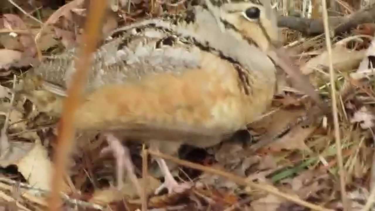 American Woodcock feeding 