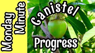 Monday Minute- Canistel Progress