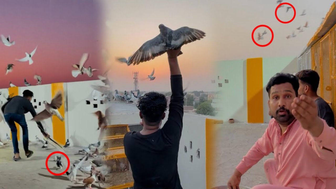 250 kabutaron ke ladai karwa di or 5 kabutaron ko kaise pakera 😮😳