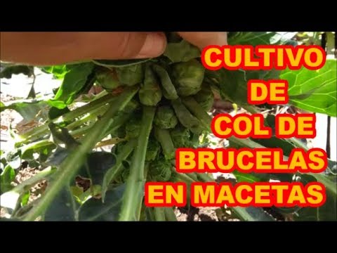 Video: Coles De Bruselas: Cultivo De Plántulas, Cuidado, Fertilización Y Alimentación