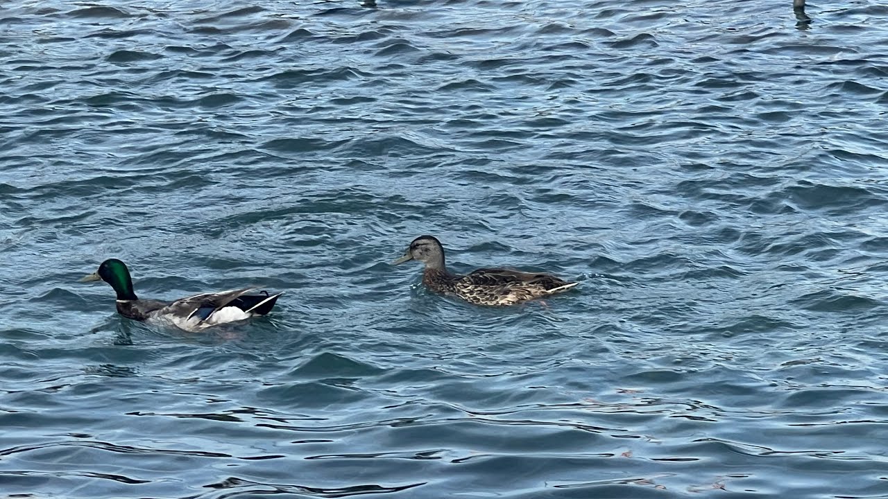 Wherever You Go Pat Metheny & Mays/arr. Bob Curnow