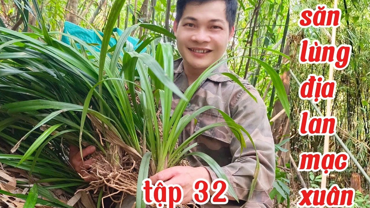 Rủ vợ cùng đi rừng tìm lan, đi tìm lan rừng tập 32 | phong lan rừng pv