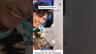 Funny Animals Videos For Kids To Watch - Funny Animals TV #1291