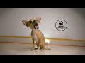 EVITA HACER ESTO | 9 acciones que estresan a tu perro chihuahua