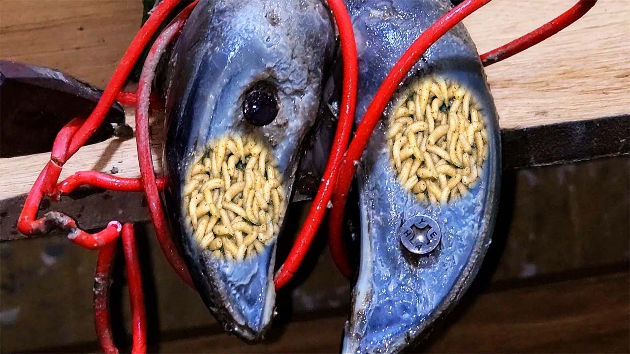 Screw Stuck in Cow's Hoof I Found the Easiest Solution! (EP36)