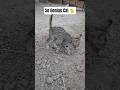 Genius Cat Hiding Its Fusile 🐈 #shortvideo #cat #kitten #cutecat #viralvideo