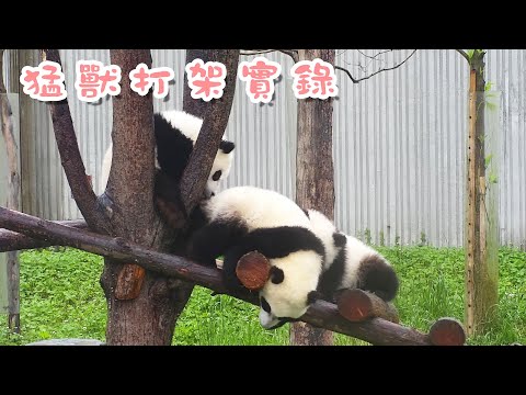 《熊貓早晚安》“奶拳”出擊！猛獸打架實錄 | iPanda熊貓頻道