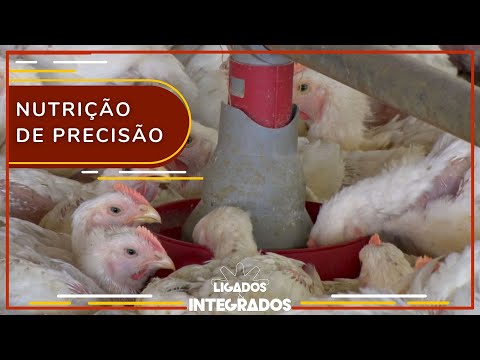 Automação da alimentação das aves reduz desperdícios na produção | Ligados&Integrados - 10/08/2023