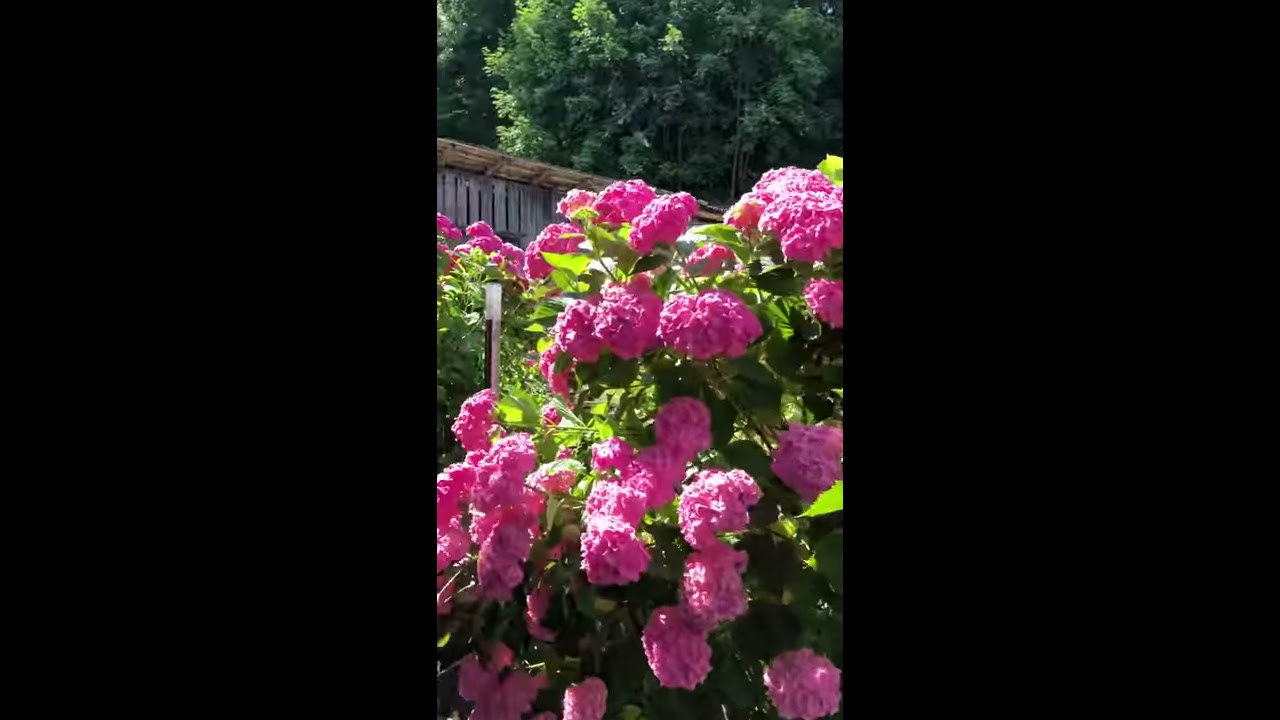 03 | 绣球花  | 瑞士生活 | Hydrangea macrophylla | 瑞士生活