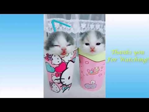 How To Make Fun With Dogs - Everyday Cats Funny Videos