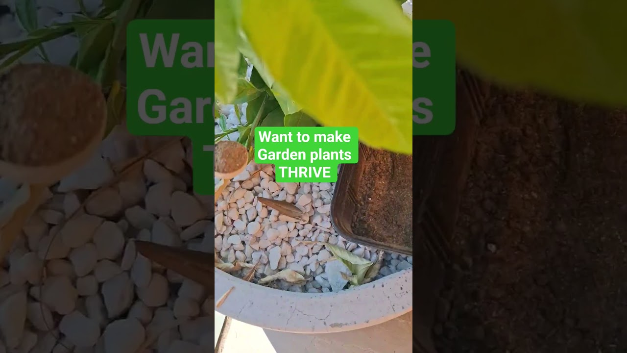 Growing and Glowing!  Plants Love Bonemeal  so does my dog! 