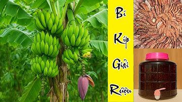 Cây Chuối Hột Với Các Công Dụng Tuyệt Vời Đối Với Sức Khỏe Mà Có Thể Bạn Chưa Biết