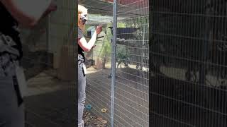 America’s teaching zoo: Raven tricks with the keeper! Very cool! Must see!4/18/21